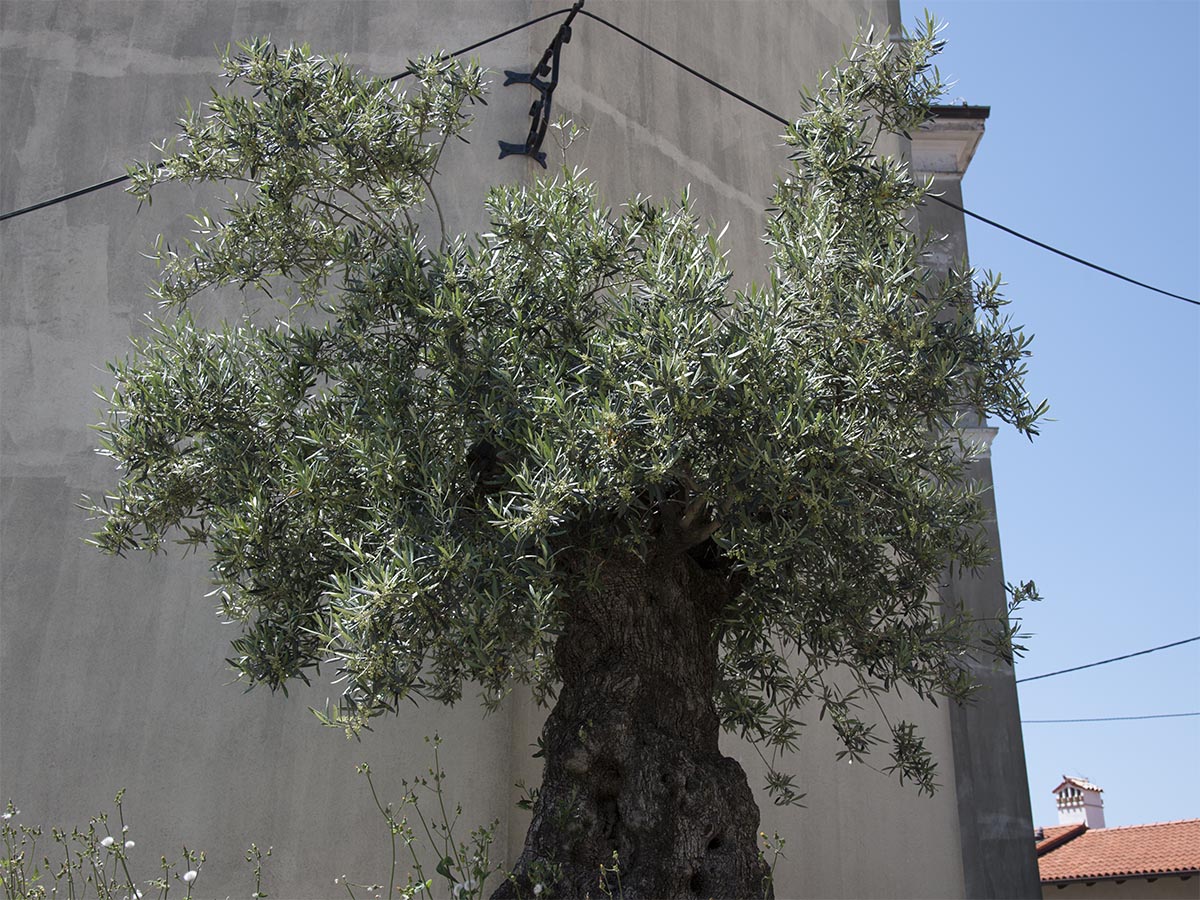 Olea europaea